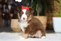 Eden, a female Australian Shepherd for sale in Dundee, OH – Photo 4 of 4