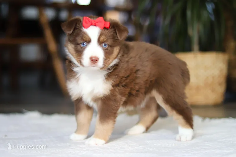 Eden – Australian Shepherd puppy for sale in Dundee, OH
