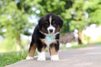 Rustler, a male Miniature Australian Shepherd for sale in Dundee, OH – 8 of 8