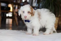 Maxime, a male Yorkipoo for sale in Dundee, OH – Photo 5 of 5