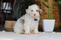 Maxime, a male Yorkipoo for sale in Dundee, OH – Photo 4 of 5