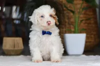 Maxime, a male Yorkipoo for sale in Dundee, OH – Photo 3 of 5