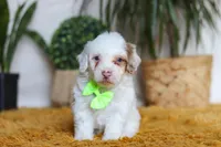 Maxime, a male Yorkipoo for sale in Dundee, OH – Photo 2 of 5