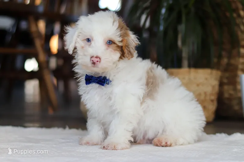 Maxime – Yorkipoo puppy for sale in Dundee, OH