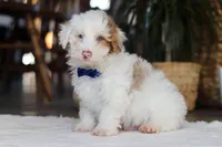 Maxime, a male Yorkipoo for sale in Dundee, OH – Photo 1 of 5