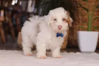 Maxime, a male Yorkipoo for sale in Dundee, OH – Photo 2 of 5