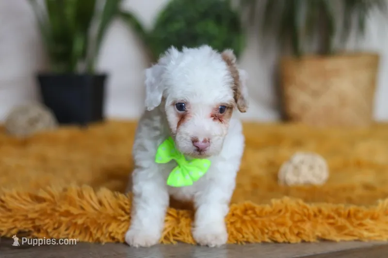 Maxime, a male Yorkipoo for sale in Dundee, OH – Photo 1 of 5