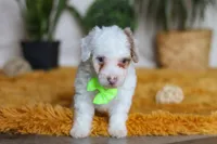 Maxime, a male Yorkipoo for sale in Dundee, OH – Photo 1 of 5