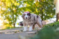 Chaos, a female Miniature Australian Shepherd for sale in Dundee, OH – 4 of 6