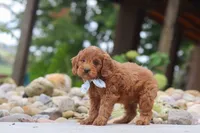 Igor, a male Miniature Goldendoodle for sale in Dundee, OH – 6 of 7