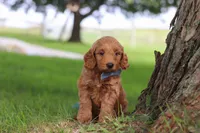 Scrappy, a male Miniature Goldendoodle for sale in Dundee, OH – 3 of 6