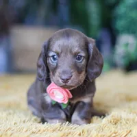 Bagel, a female Miniature Dachshund for sale in Dundee, OH – Photo 4 of 9