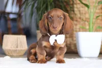 Bagel, a female Miniature Dachshund for sale in Dundee, OH – 4 of 5