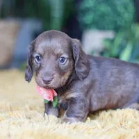 Bagel, a female Miniature Dachshund for sale in Dundee, OH – Photo 2 of 9
