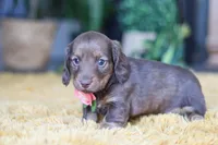 Bagel, a female Miniature Dachshund for sale in Dundee, OH – Photo 2 of 9
