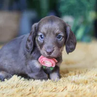 Bagel, a female Miniature Dachshund for sale in Dundee, OH – Photo 6 of 9