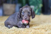 Bagel, a female Miniature Dachshund for sale in Dundee, OH – Photo 6 of 9