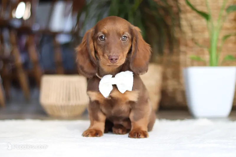 Bagel – Miniature Dachshund puppy for sale in Dundee, OH