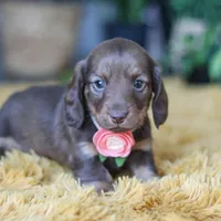 Bagel, a female Miniature Dachshund for sale in Dundee, OH – Photo 5 of 9