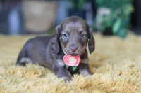 Bagel, a female Miniature Dachshund for sale in Dundee, OH – Photo 5 of 9