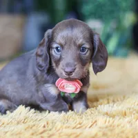 Bagel, a female Miniature Dachshund for sale in Dundee, OH – Photo 7 of 9