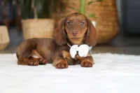 Bagel, a female Miniature Dachshund for sale in Dundee, OH – 3 of 5