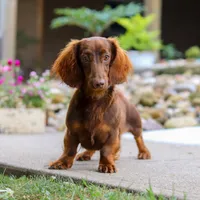 Bagel, a female Miniature Dachshund for sale in Dundee, OH – Photo 9 of 9