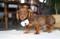 Bagel, a female Miniature Dachshund for sale in Dundee, OH – 5 of 5