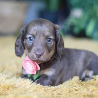Bagel, a female Miniature Dachshund for sale in Dundee, OH – Photo 3 of 9