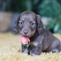 Bagel, a female Miniature Dachshund for sale in Dundee, OH – Photo 1 of 9