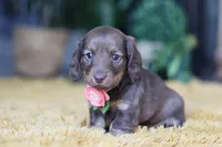 Bagel, a female Miniature Dachshund for sale in Dundee, OH – Photo 1 of 9