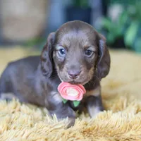 Bagel, a female Miniature Dachshund for sale in Dundee, OH – Photo 8 of 9