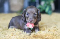 Bagel, a female Miniature Dachshund for sale in Dundee, OH – Photo 8 of 9