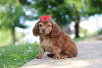 Sacajawea, a female Miniature Dachshund for sale in Dundee, OH – 5 of 9