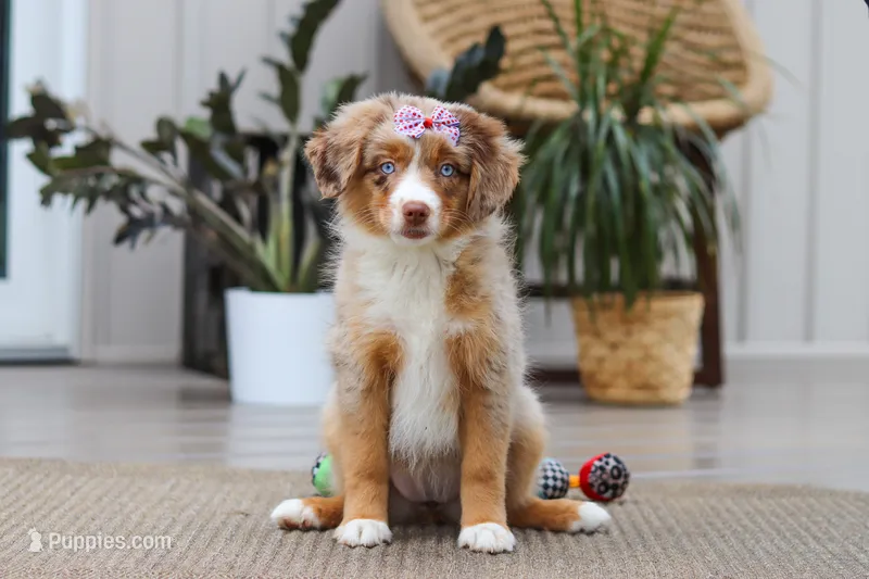 Juniper – Australian Shepherd puppy for sale in Dundee, OH