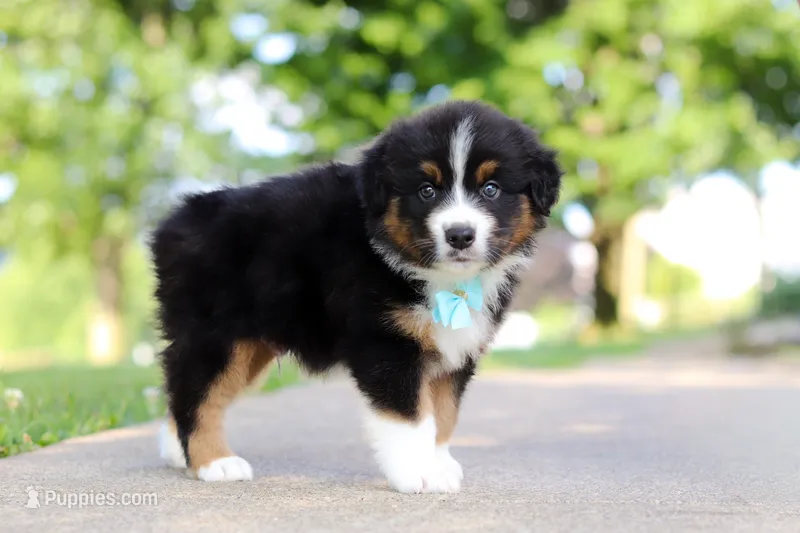 Rustler – Miniature Australian Shepherd puppy for sale in Dundee, OH