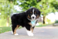 Rustler, a male Miniature Australian Shepherd for sale in Dundee, OH – 1 of 8