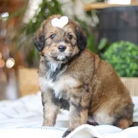 Clover, a female Bernedoodle for sale in Dundee, OH – Photo 4 of 8