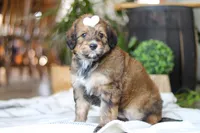 Clover, a female Bernedoodle for sale in Dundee, OH – Photo 4 of 8