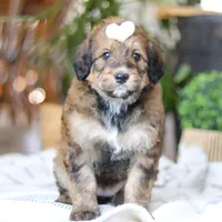 Clover, a female Bernedoodle for sale in Dundee, OH – Photo 2 of 8