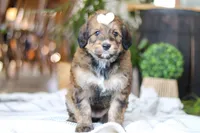 Clover, a female Bernedoodle for sale in Dundee, OH – Photo 2 of 8