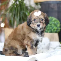 Clover, a female Bernedoodle for sale in Dundee, OH – Photo 5 of 8