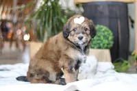 Clover, a female Bernedoodle for sale in Dundee, OH – Photo 5 of 8