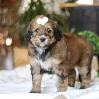 Clover, a female Bernedoodle for sale in Dundee, OH – Photo 3 of 8