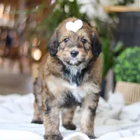 Clover, a female Bernedoodle for sale in Dundee, OH – Photo 1 of 8