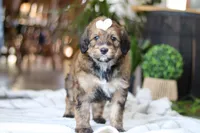 Clover, a female Bernedoodle for sale in Dundee, OH – Photo 1 of 8