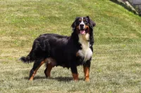 Clover, a female Bernedoodle for sale in Dundee, OH – Photo 7 of 8