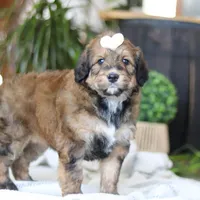 Clover, a female Bernedoodle for sale in Dundee, OH – Photo 6 of 8