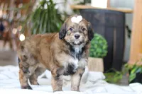 Clover, a female Bernedoodle for sale in Dundee, OH – Photo 6 of 8