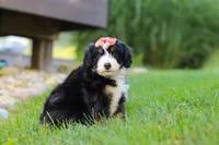 Firestar, a female Miniature Bernedoodle for sale in Dundee, OH – 4 of 5